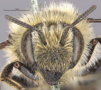 Media type: image;   Entomology 526 Aspect: head frontal view